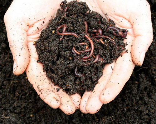 Vermicomposting