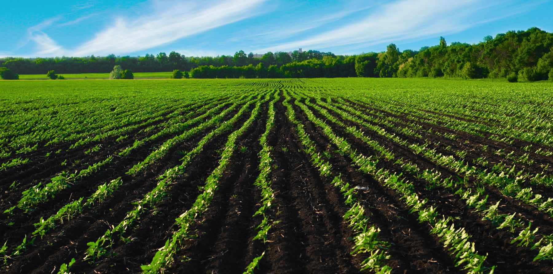 Organic Fertilizer
